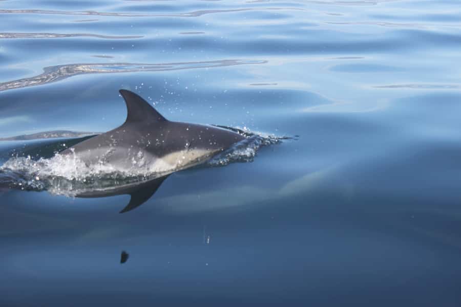 Cape Town: Marine Big 5 Ocean Safari from V&A Waterfront - The first reward is Cape Town from offshore