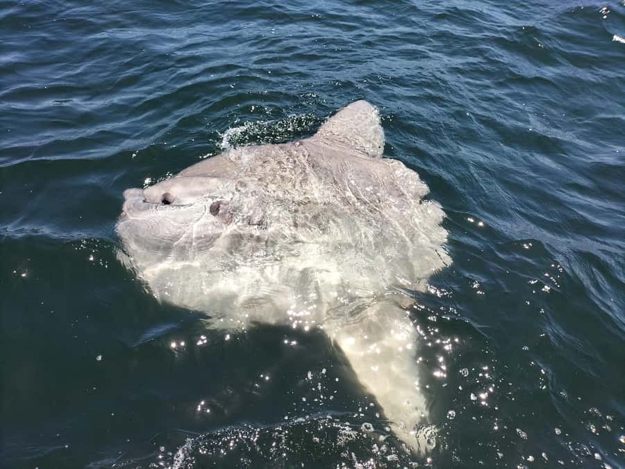 Cape Town: Marine Biologist Led Safari Tour - V&A Waterfront - Key points before you book