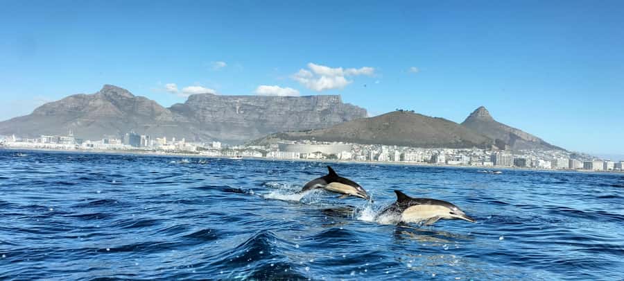 Cape Town: Marine Biologist Led Safari Tour - V&A Waterfront - Leaving from the Marina Swing Bridge