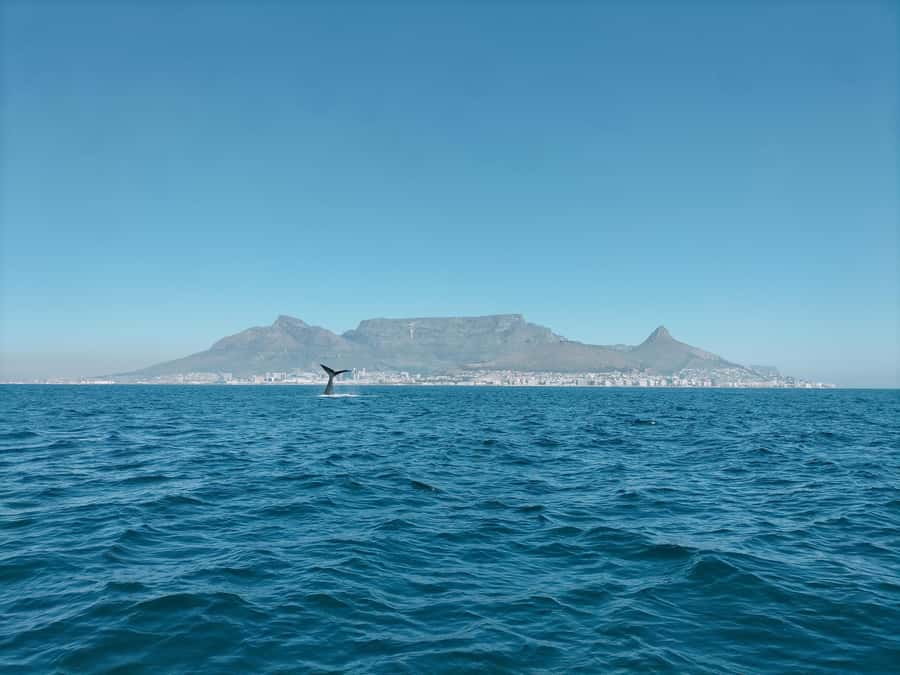 Cape Town: Marine Biologist Led Safari Tour - V&A Waterfront - Table Bay, Robben Island, and the ocean view