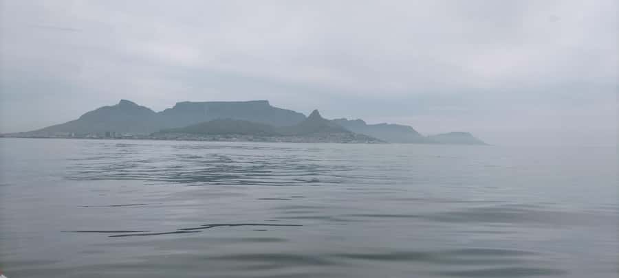 Cape Town: Marine Biologist Led Safari Tour - V&A Waterfront - The possible whale encounter