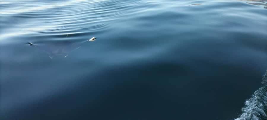 Cape Town: Marine Biologist Led Safari Tour - V&A Waterfront - Why the marine biologist changes the experience