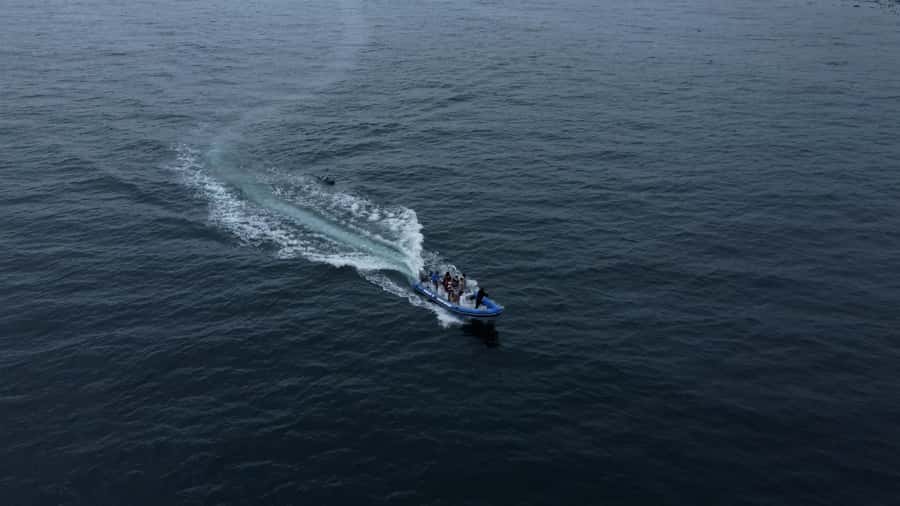 Cape Town: Marine Biologist Led Safari Tour - V&A Waterfront - The small RIB: better viewing, more exposure