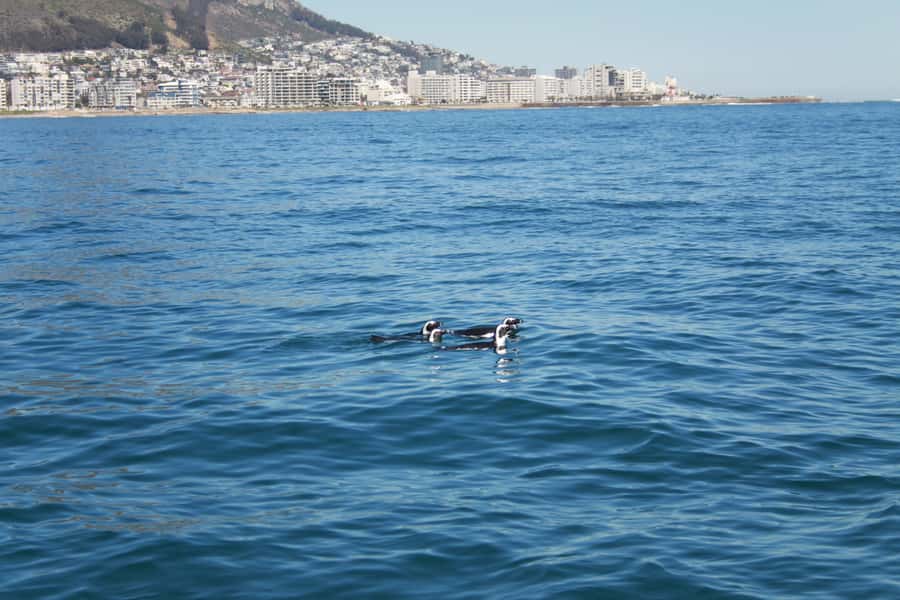 Cape Town: Marine Biologist Led Safari Tour - V&A Waterfront - Practical tips for a better outing