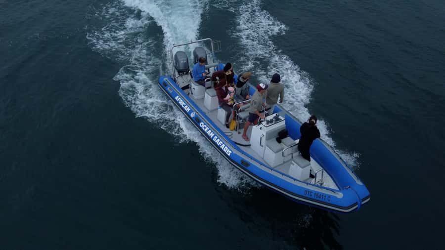Cape Town: Marine Biologist Led Safari Tour - V&A Waterfront - Ten minutes for safety and a warm welcome