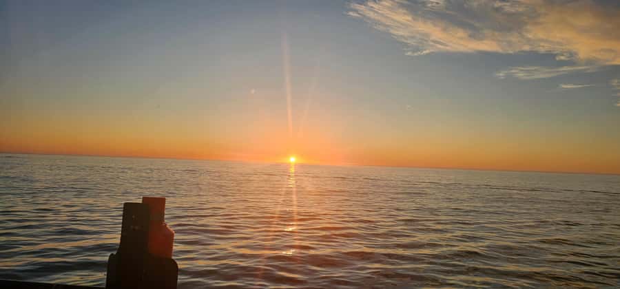 Cape Town: Ocean Safari 1 Hour - Looking for dolphins, seals, and penguins