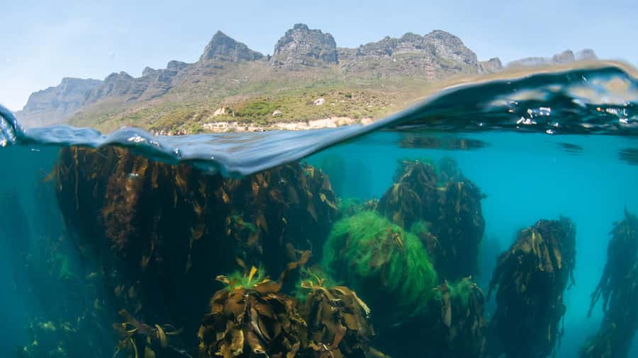 Cape Town: Ocean Safari in Hout Bay - Key points before you book