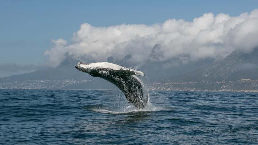 Cape Town: Ocean Safari in Hout Bay - Warming up with hot chocolate and a shower