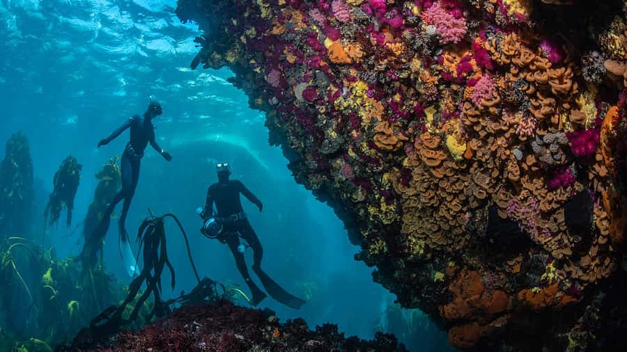 Cape Town: Ocean Safari in Hout Bay - Who will enjoy this Hout Bay outing most