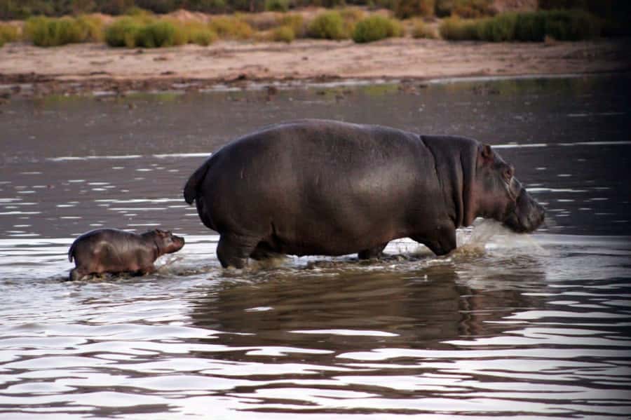 Cape Town: Private Aquila Reserve Safari with Winery Lunch - The 2 to 3-hour safari drive