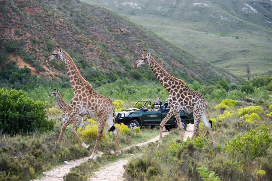 Cape Town: Private Aquila Reserve Safari with Winery Lunch - How the private label affects the experience