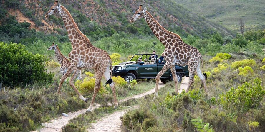 Cape Town: Private Aquila Reserve Safari with Winery Lunch - What to pack for this particular day