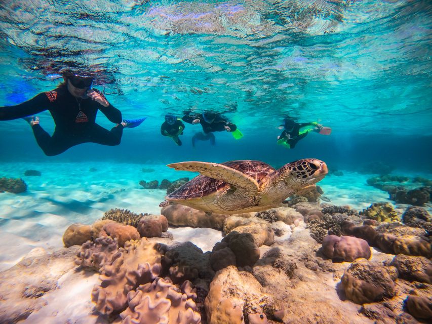 Cape Tribulation Ocean Safari - Great Barrier Reef Adventure - What $146 includes, and what it does not