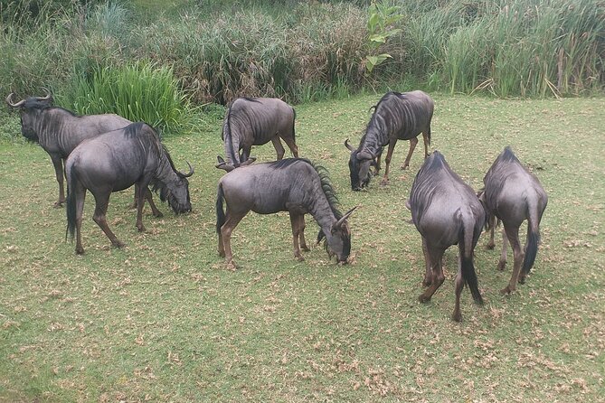 Captivating Safari Lion Park Experience (Half Day Guided Tour) - A short Johannesburg safari with a clear purpose