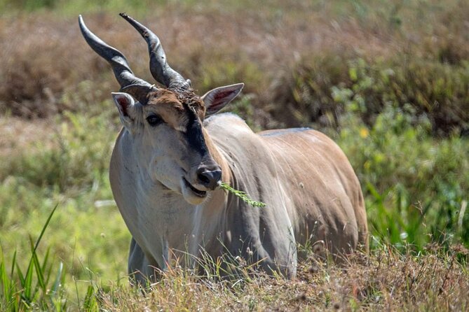 Captivating Safari Lion Park Experience (Half Day Guided Tour) - Giraffes, zebra, and the quieter animal encounters