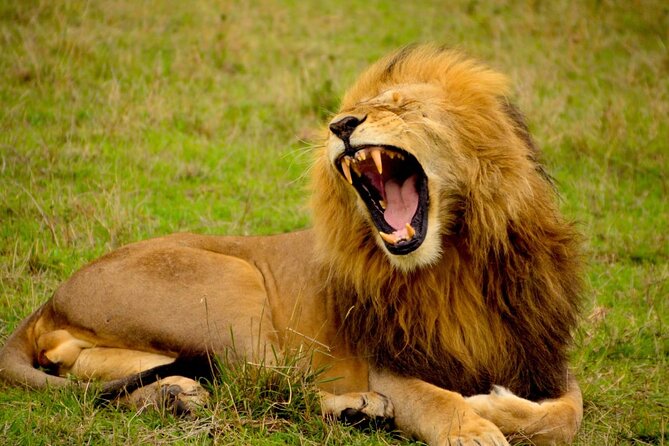 Captivating Safari Lion Park Experience (Half Day Guided Tour) - The conservation setting and its limits