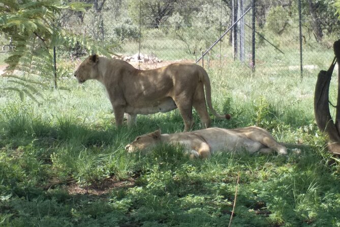 Captivating Safari Lion Park Experience (Half Day Guided Tour) - Is $94.90 fair for the experience?