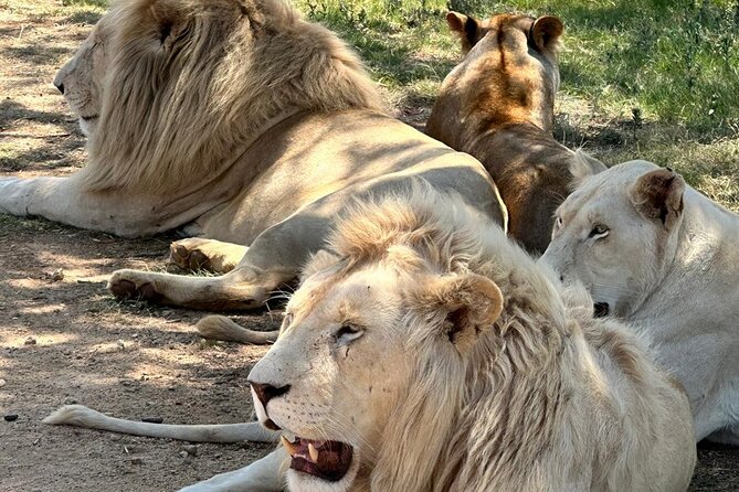 Captivating Safari Lion Park Experience (Half Day Guided Tour) - Weather, cancellation, and simple planning advice