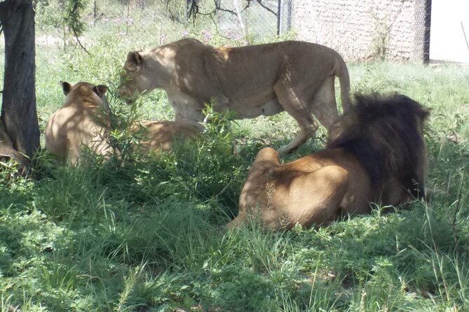 Captivating Safari Lion Park Experience (Half Day Guided Tour) - Pickup with Solly and the drive from Johannesburg