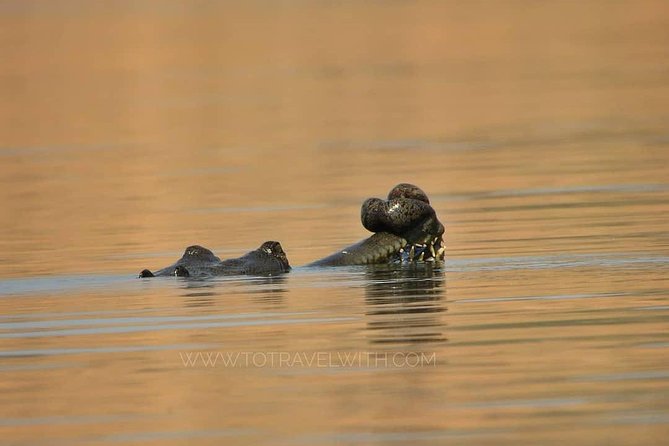 Chambal River Safari - Key points before you book