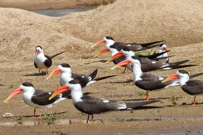 Chambal River Safari - The 130-kilometer journey from Agra