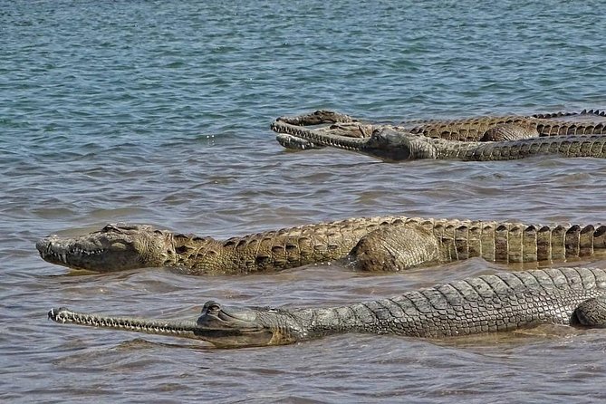 Chambal River Safari - How the $83.87 price holds up