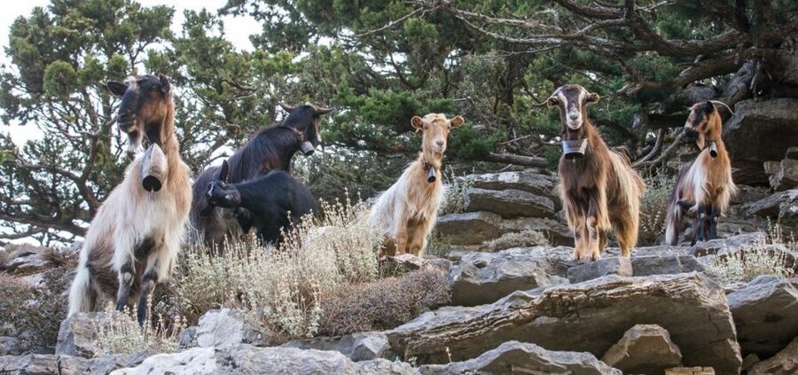 Chania: White Mountains Safari Tour with Lunch and Tastings - Lunch above Samaria Gorge