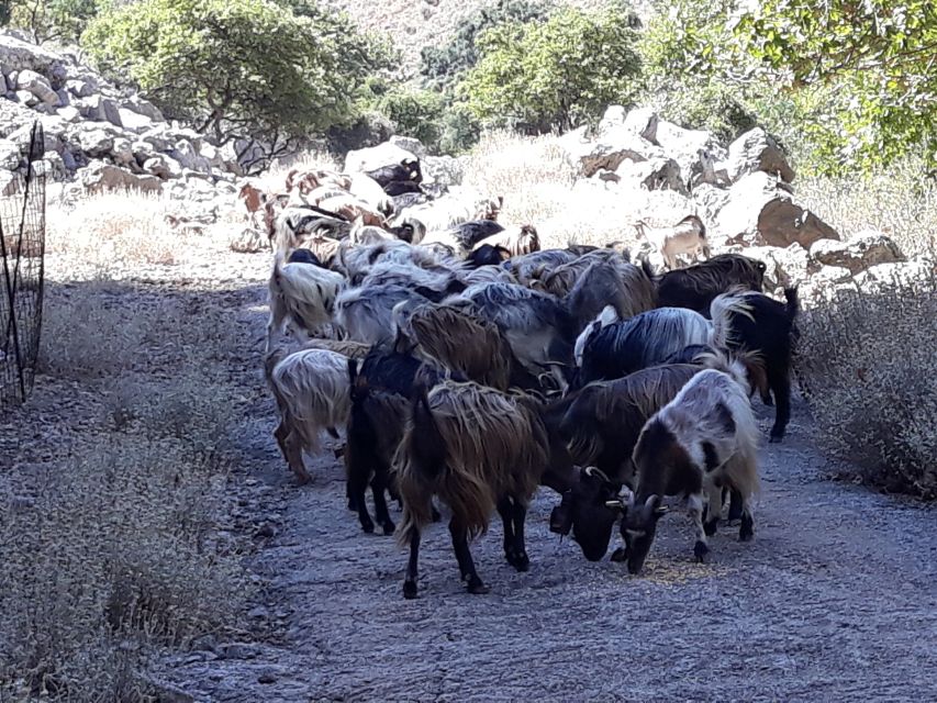Chania: White Mountains Safari Tour with Lunch and Tastings - Is $176 a fair price?
