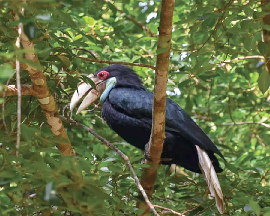 Cheow Larn Lake - Hiking - Cave Explore - Wildlife Safari - Wildlife from the return boat