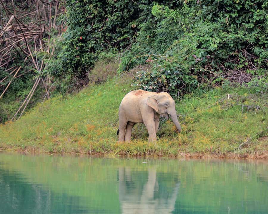 Cheow Larn Lake - Hiking - Cave Explore - Wildlife Safari - The jungle trail to Coral Cave