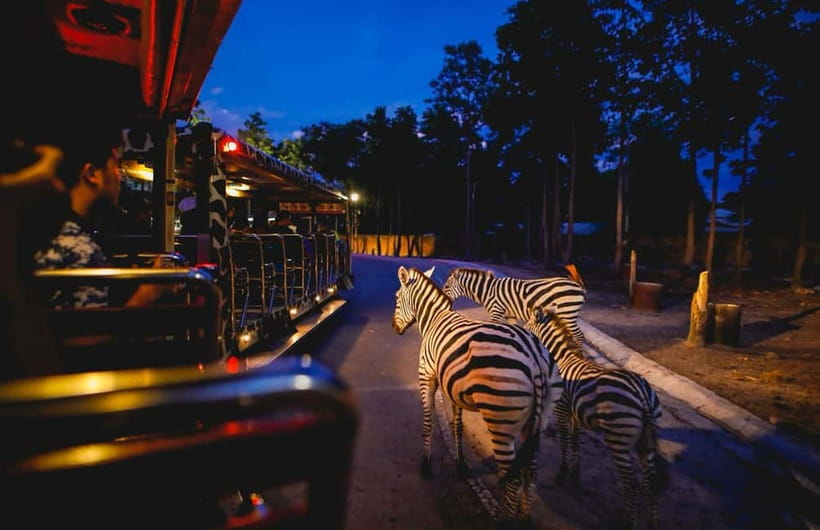 Chiang Mai Night Safari Ticket & Tram Rides Optional Pickup - What kind of evening is Chiang Mai Night Safari?