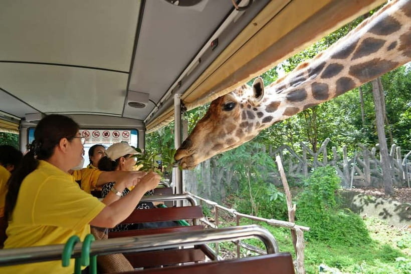 Chiang Mai Night Safari Ticket & Tram Rides Optional Pickup - Planning around the evening shows