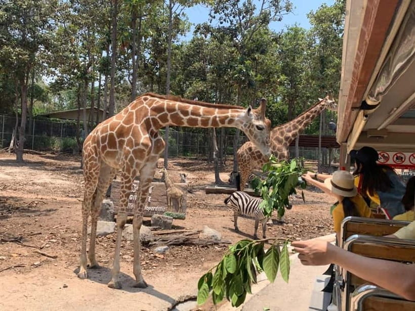 Chiang Mai Night Safari Ticket & Tram Rides Optional Pickup - Is the $34 price good value?