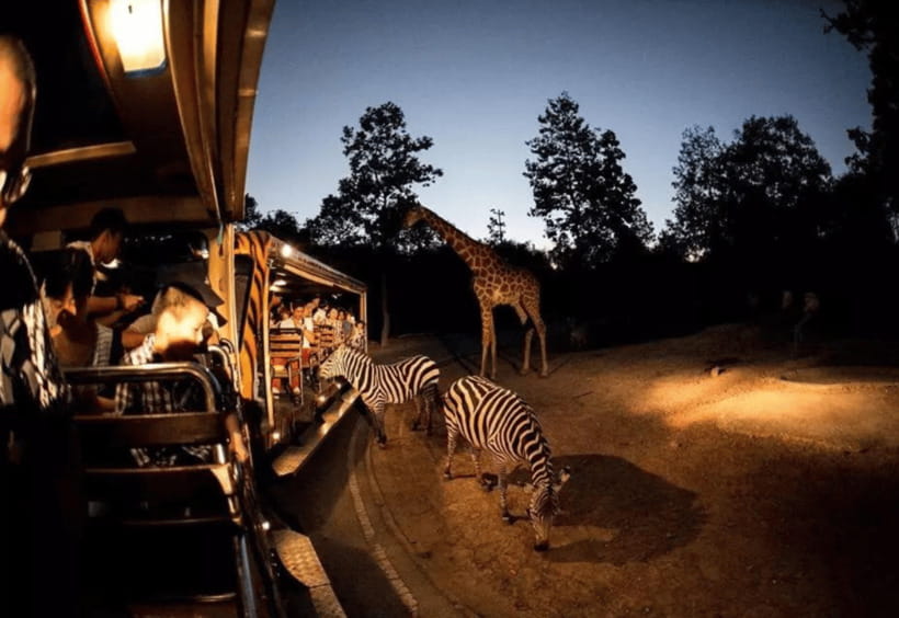 Chiang Mai: Night Safari Ticket with Transfer - Key points at a glance