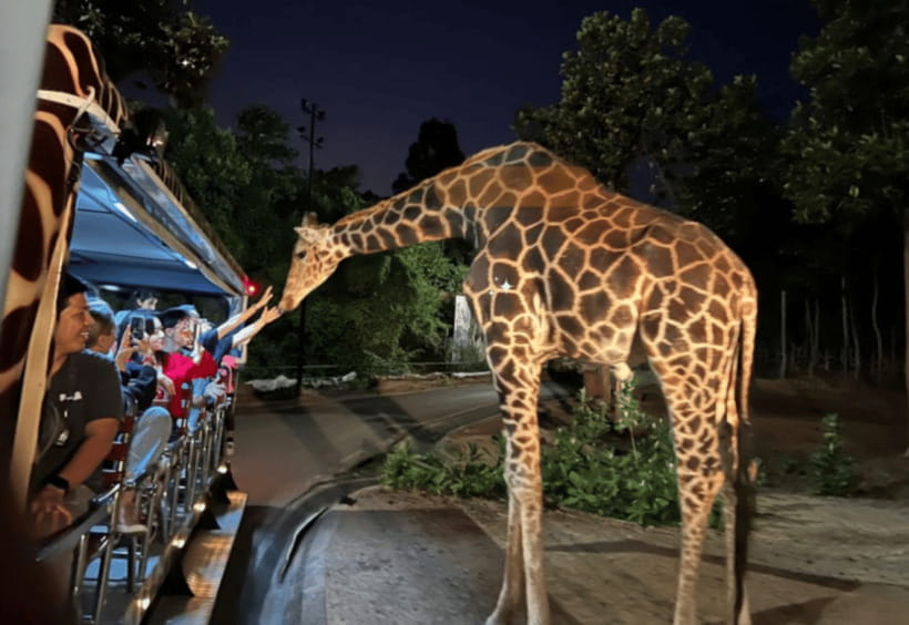 Chiang Mai: Night Safari Ticket with Transfer - Riding through Savanna Safari