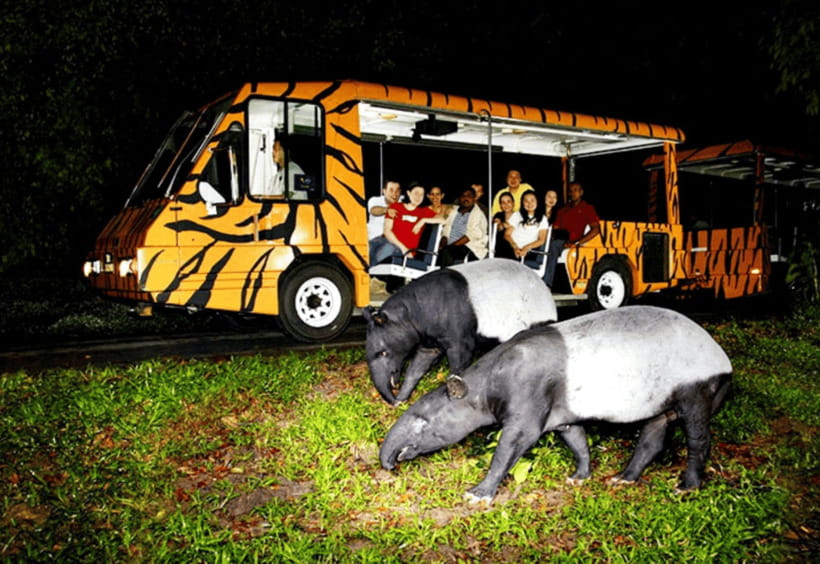 Chiang Mai: Night Safari Ticket with Transfer - Meeting the predators after sunset