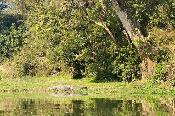Chitwan Jungle Safari Tour - Guide, transport, and group size