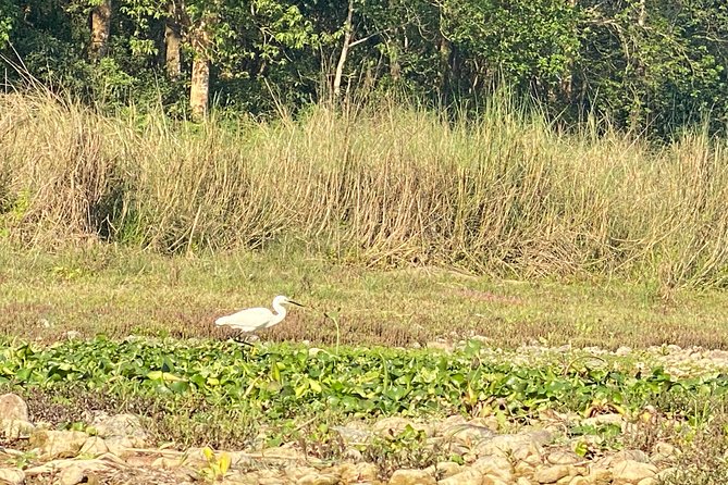 Chitwan Jungle Safari Tour - Day one: a full schedule inside Chitwan National Park