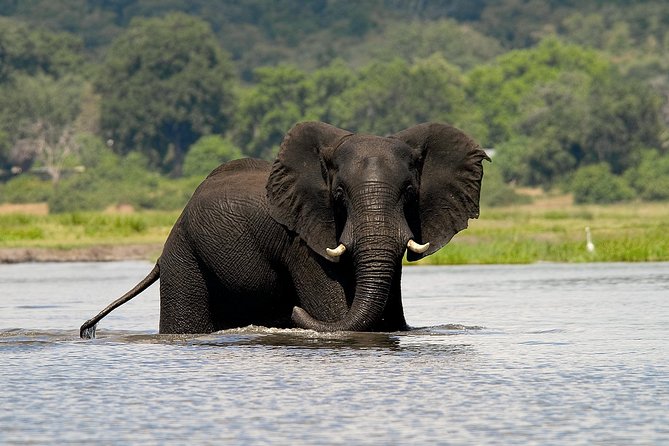 Chobe Full Day Safari Trip - Chobe Safari at a Glance