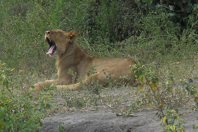 Chobe Full Day Safari Trip - Buffet Lunch and a Useful Midday Break