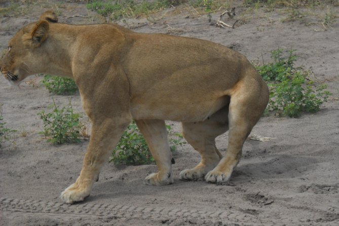 Chobe Full Day Safari Trip - The Open 4x4 Game Drive