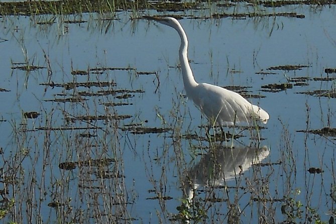 Chobe Full Day Safari Trip - What the Guides Add