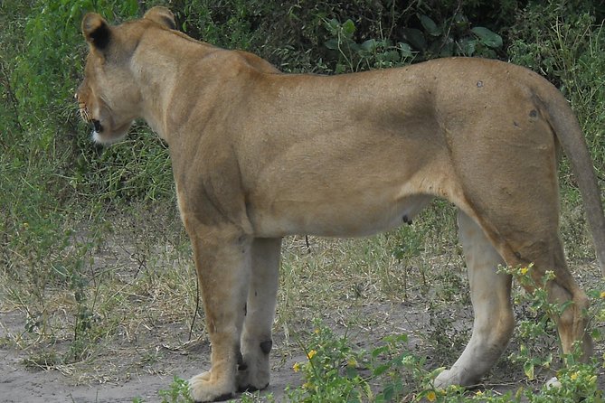 Chobe Full Day Safari Trip - Who Should Book This Chobe Day Trip?