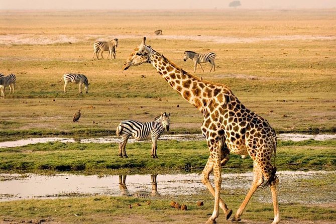 Chobe National Park Full Day Safari (Botswana) - Why Chobe Works as a Victoria Falls Side Trip
