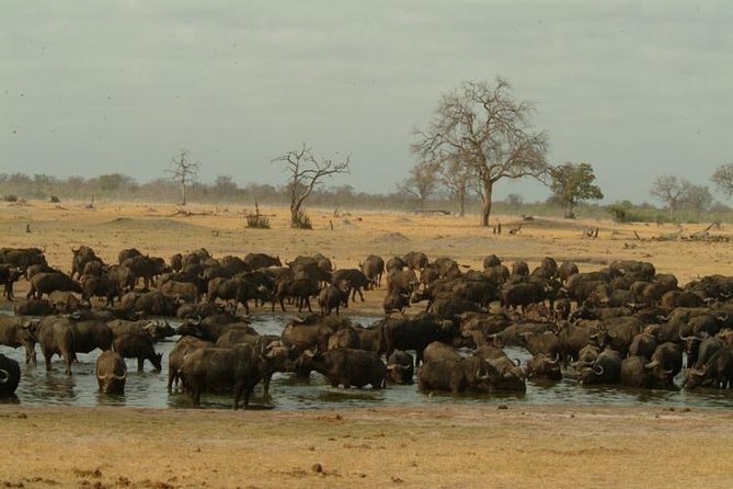 Chobe National Park Full Day Safari (Botswana) - Chobe Safari Lodge: Your Base for Lunch and Activities