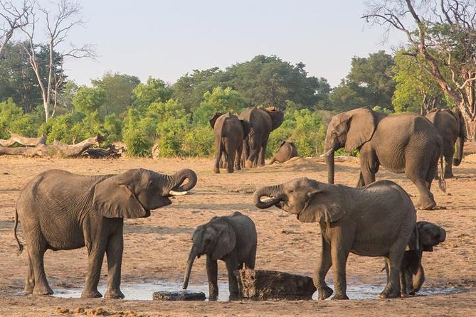 Chobe National Park Full Day Safari (Botswana) - A Realistic Day From Pickup to Return