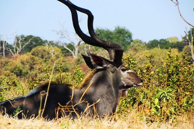 Chobe National Park Full Day Safari (Botswana) - Group Size, Comfort, and the Border Crossing