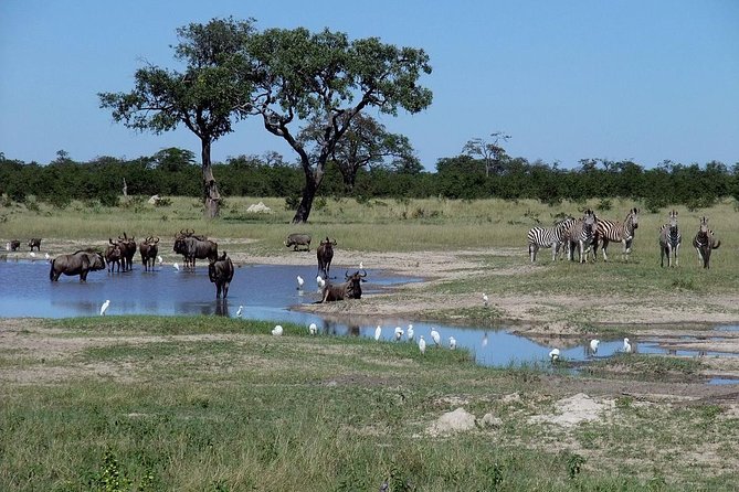 Chobe National Park Full Day Safari (Botswana) - The Chobe River Cruise Shows a Different Side of Wildlife