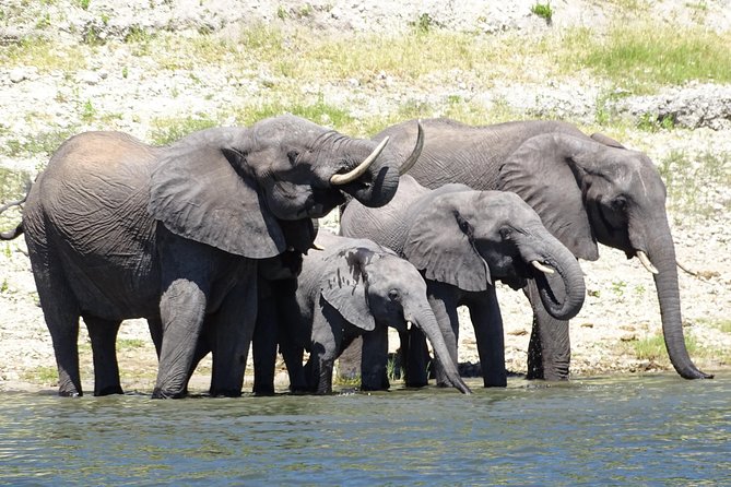 Chobe Safari Experience Day Trip - MINIMUM 2 PEOPLE - Why Chobe Makes Sense From Livingstone