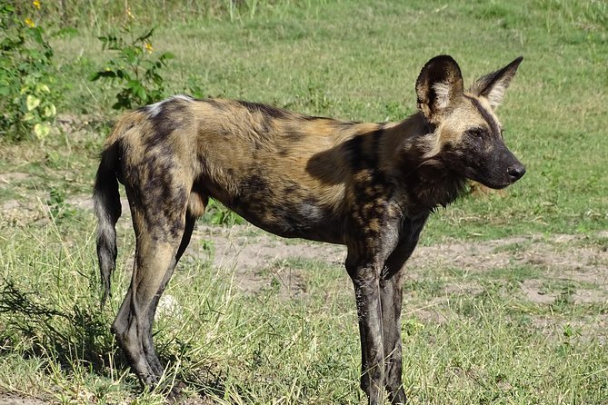 Chobe Safari Experience Day Trip - MINIMUM 2 PEOPLE - The Morning Game Drive in Chobe National Park